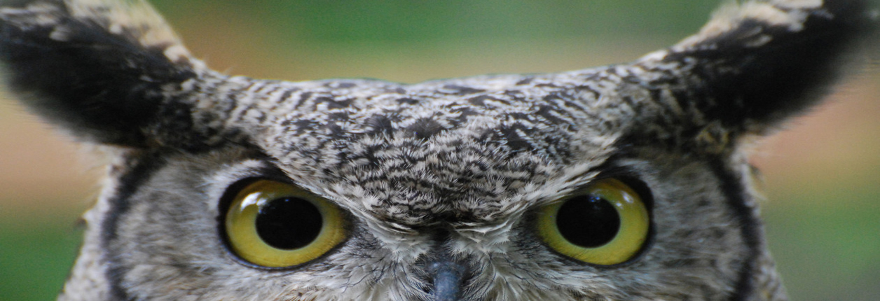 Library Offering Program On The “Great Horned Owl”