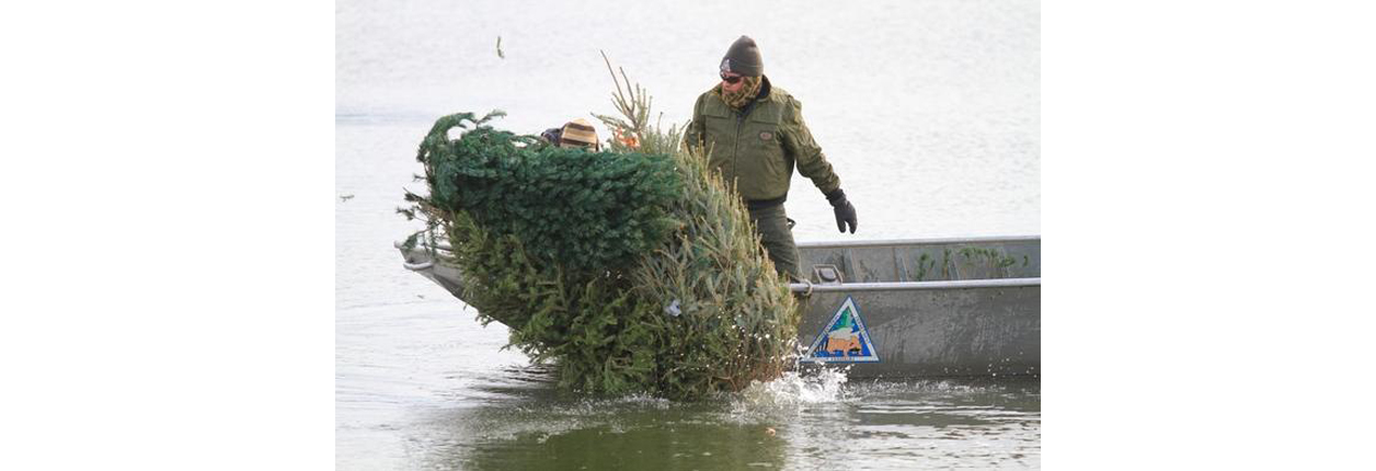 Re-Purposing Christmas Trees For Fish Habitat