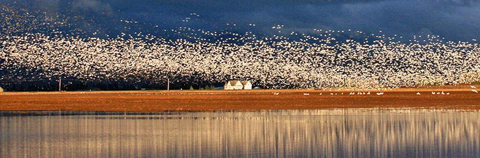 Goose Hunting Season at midway mark