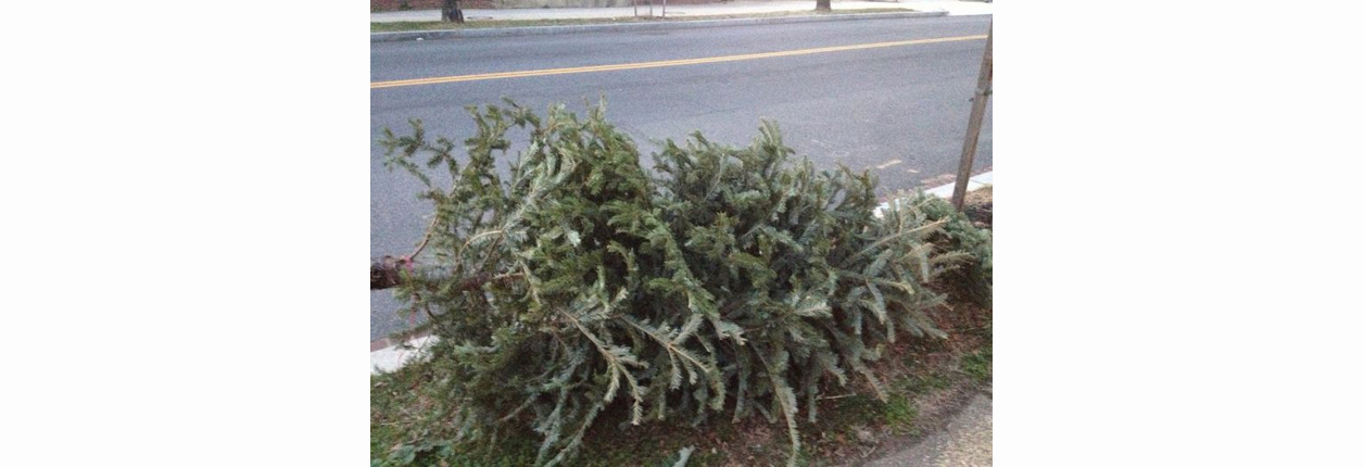 Christmas Tree Pick For Chillicothe Residents