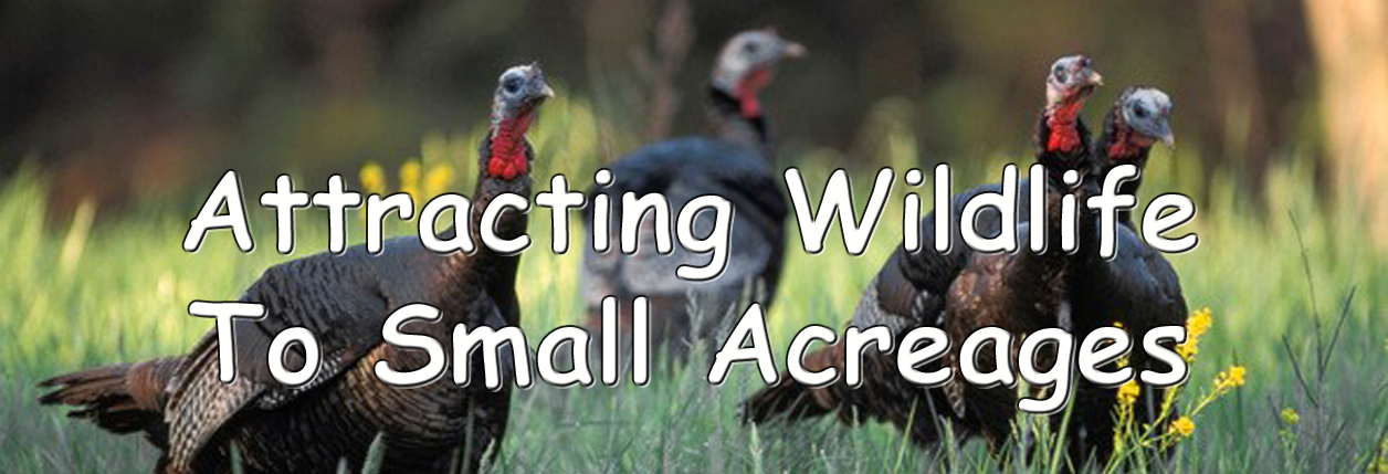 Attracting Wildlife To Small Acreages