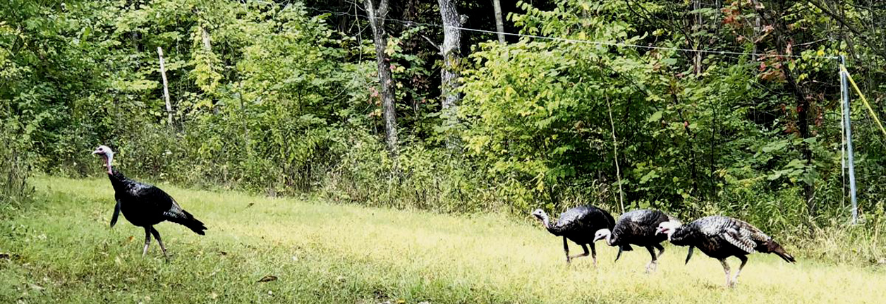 Managed Turkey Hunt  Registration Opens In February