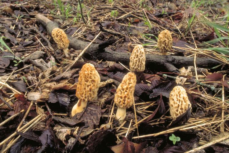 MDC Offers Wild Mushroom Program