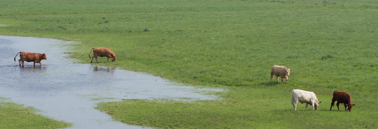 Livestock Concerns After Flooding