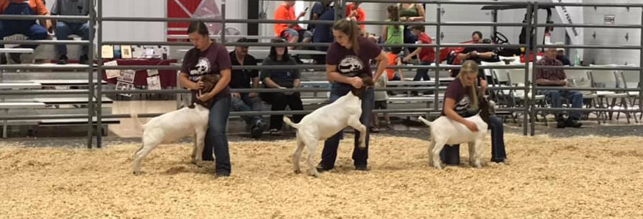 Livingston County Fair – Goats, Sheep & Cattle