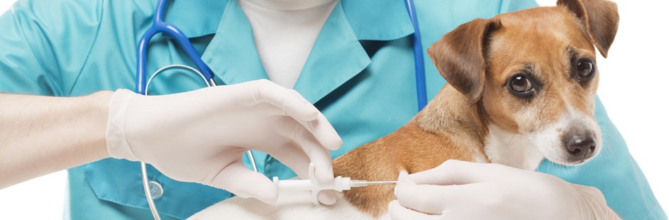 Vaccinate Pets To Avoid Parvo