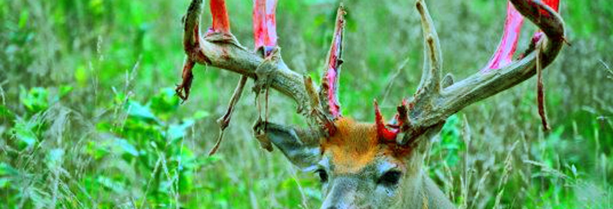 August – When Deer Begin Shedding Velvet