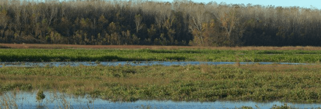 MDC Wetland Conditions For Waterfowl Hunting