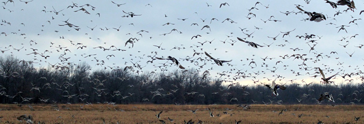 Free Youth Waterfowl Hunt
