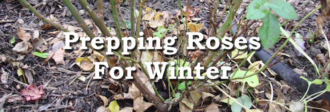 Roses – Getting Ready For Winter