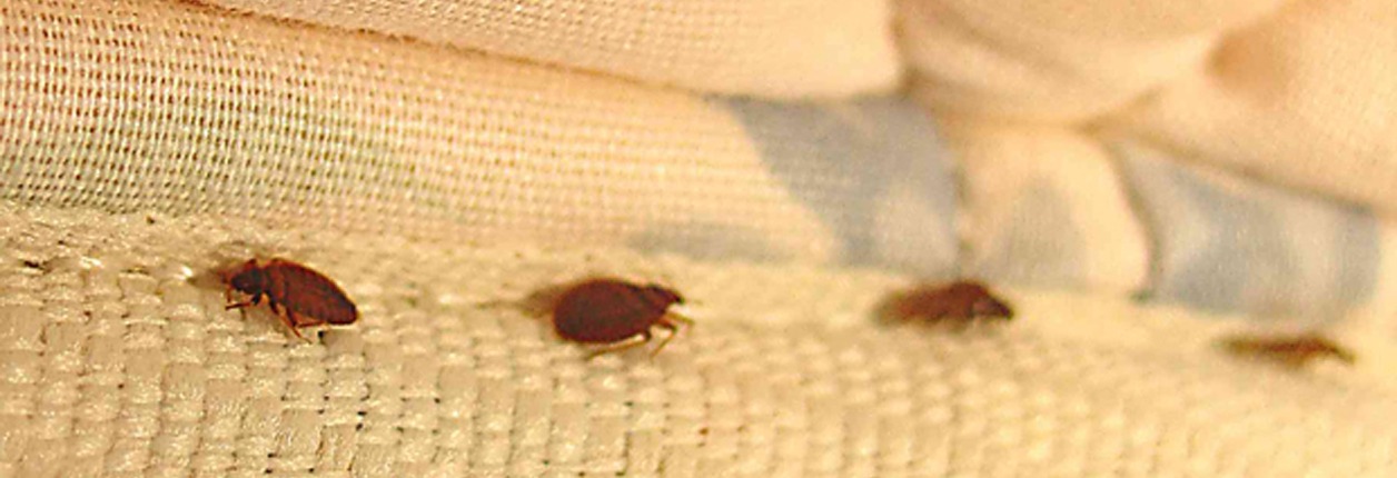 Bed Bugs?  You Can Get Rid Of Them!