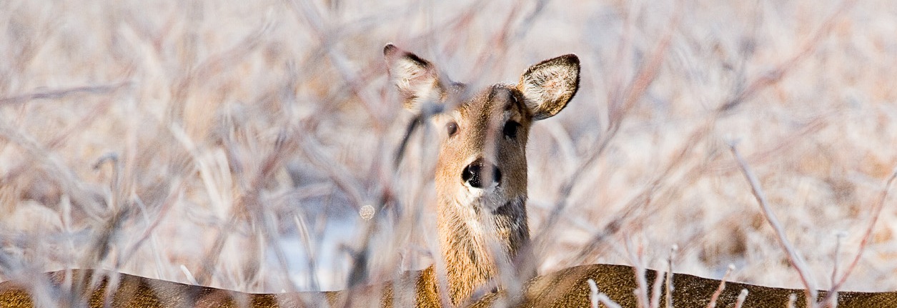 Antlerless Season Numbers Up From Last Year