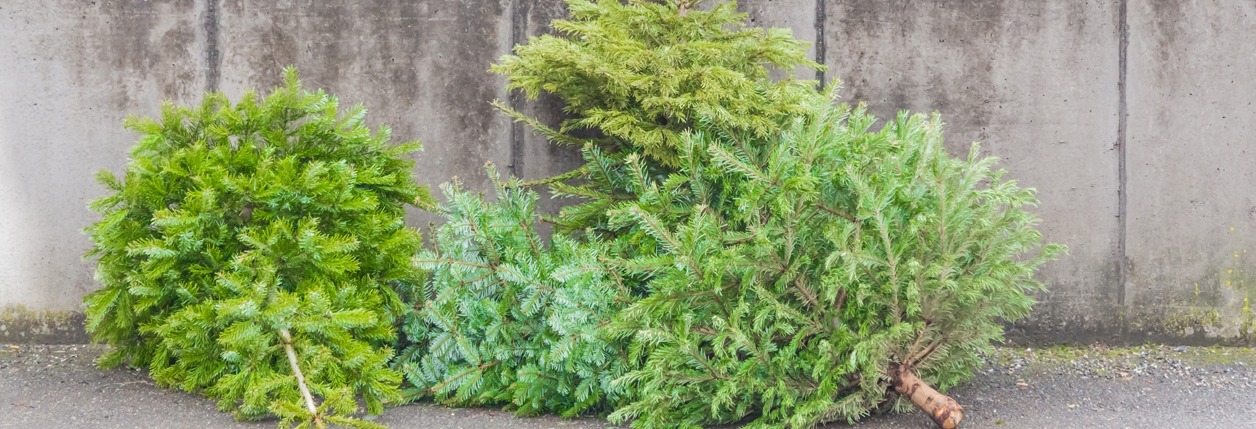 Chillicothe Street Crew Will Pick-Up Christmas Trees Next Week