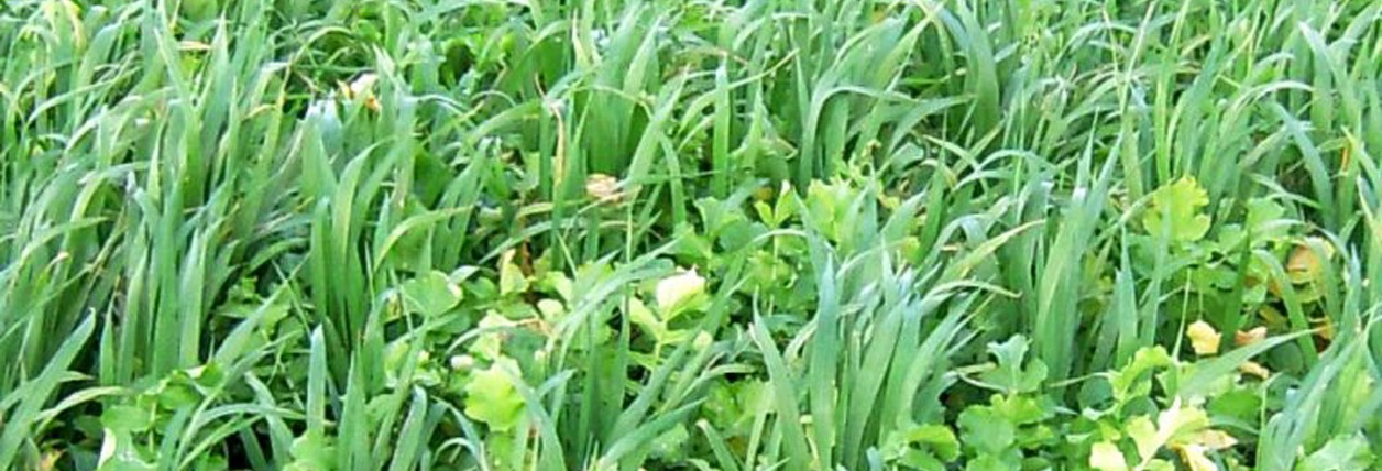 Cover Crops Assist Producers With Field Issues