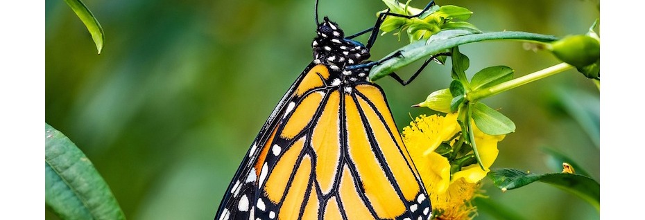 Threatened Species – Monarch Butterfly
