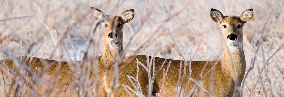 Hemorrhagic Disease In Missouri Deer