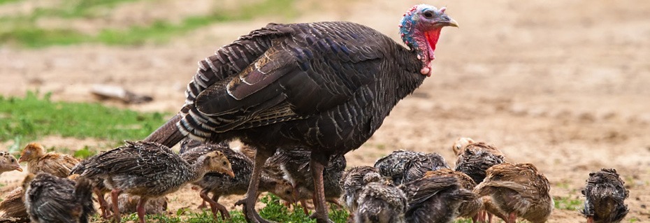 Wild Turkey Webcast Offered By MDC