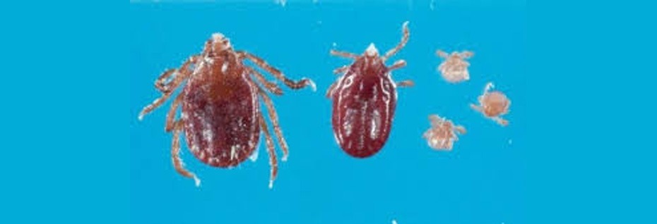 Asian Longhorned Ticks In Missouri