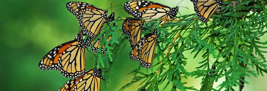 Monarch Migration Virtual Program