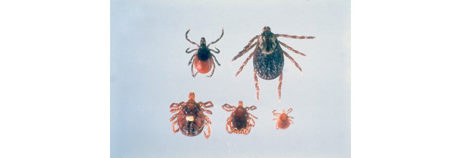Deer Hunters Urged To Help With Tick Study