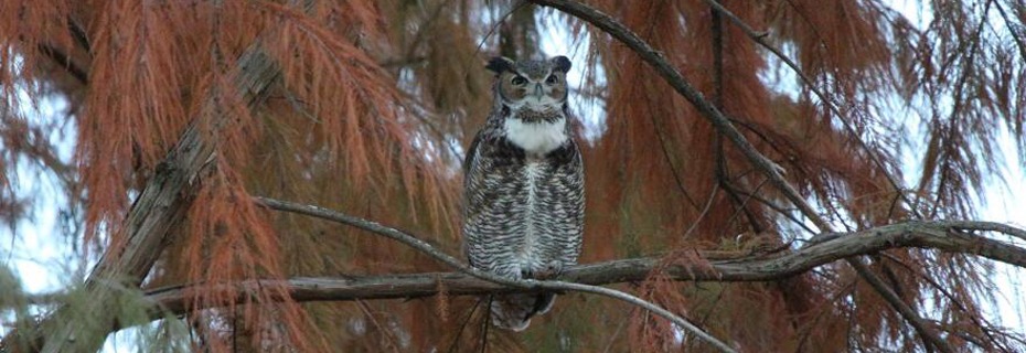 Livingston County Library Presents – Forest Park Owls