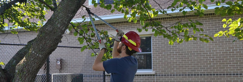 Pruning Trees – A Webinar