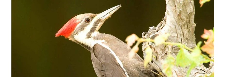 Woodpeckers:  How Do They Do That?