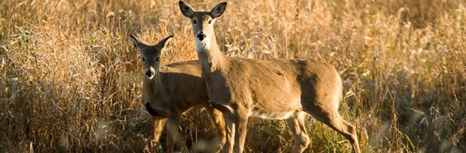 Alternatives Method Deer Harvest Tops 8,600