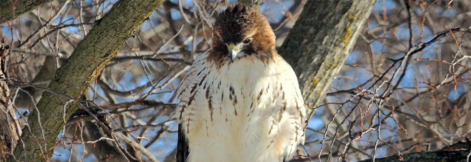 Winter Birding Workshop & Hike