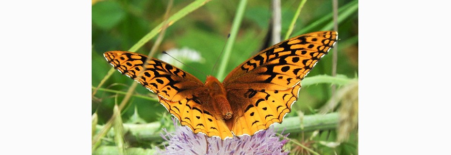 Virtual Butterfly Training Offered By MDC