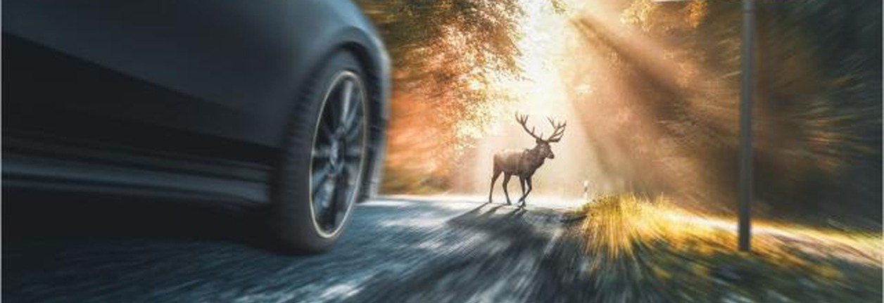 Be Aware Of Wildlife Near Roads