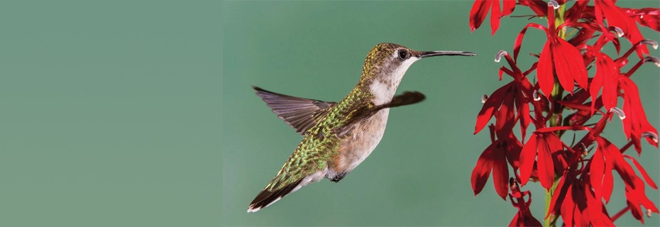 Learn About Hummingbirds In Virtual Program