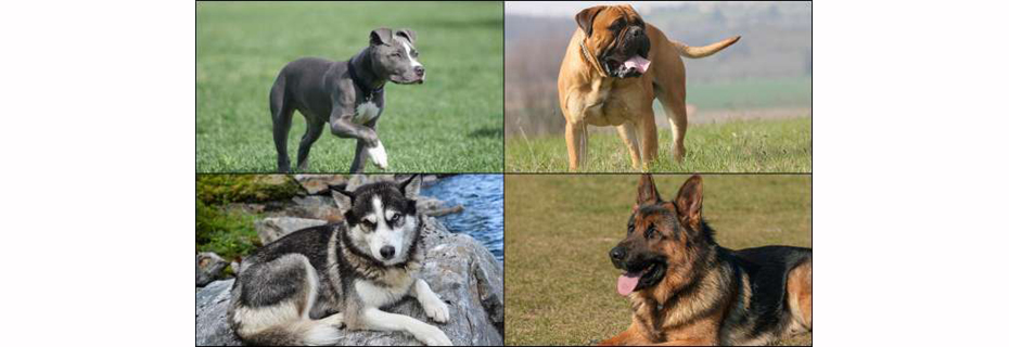 Council Repeals Breed Ban – Passes Vicious Dog Ordinance