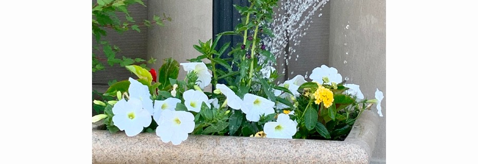 Watering Downtown Flowers Tabled By Council