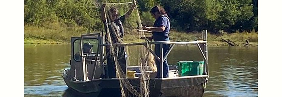 Invasive Carp Removed From Lower Grand River