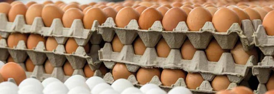 Egg Production Remains Below Early 2022