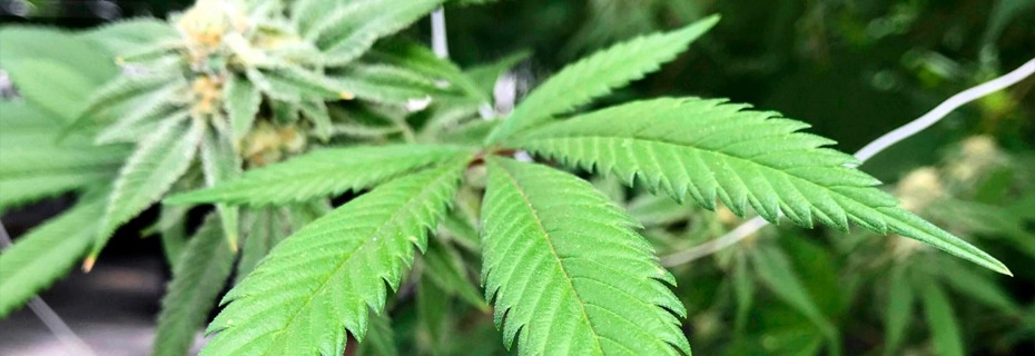 Marijuana Sales Tax Collection Begins In 2024