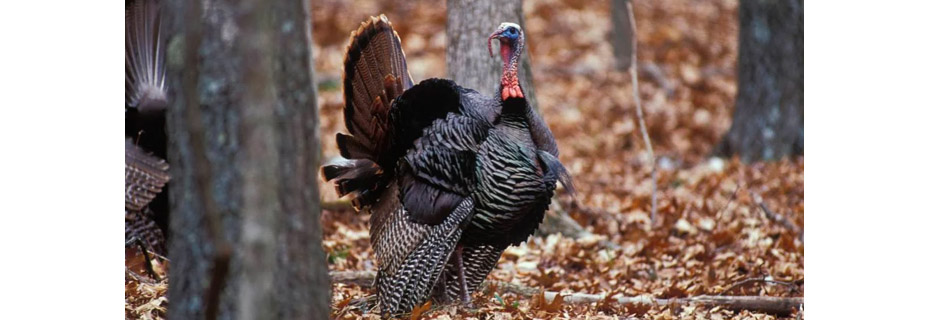 Fall Firearm Turkey Season Ends