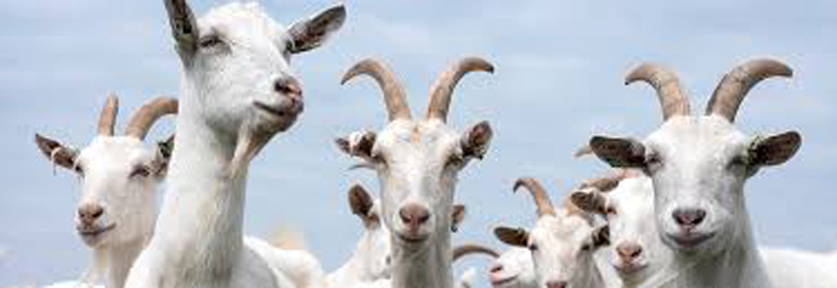 Avian Influenza Found In Minnesota Goat