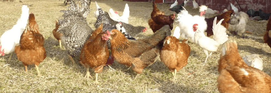 Unlimited Chickens Under Revised Ordinance