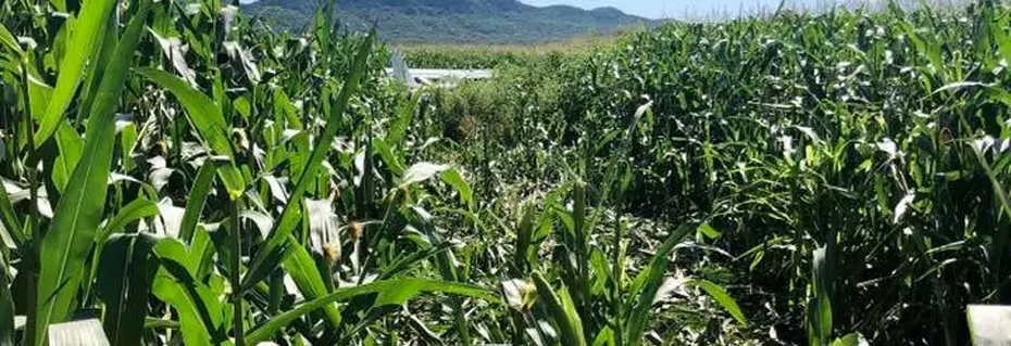 Plane Lands In Cornfield On Way To Chillicothe For Fuel