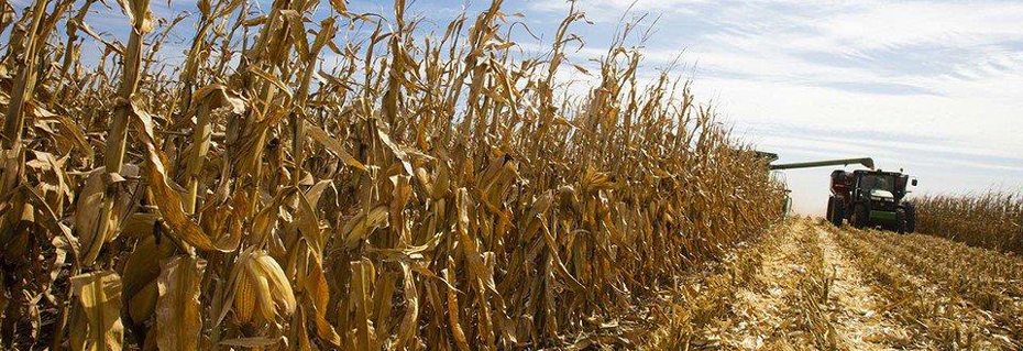 Livingston County Bean & Corn Harvest