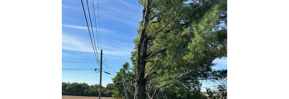 Chillicothe Municipal Utilities – Tree Trimming