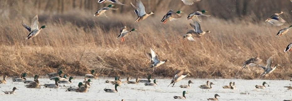 MDC To Hold Waterfowl Workshops