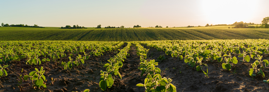 Trenton Farm Ground Lease