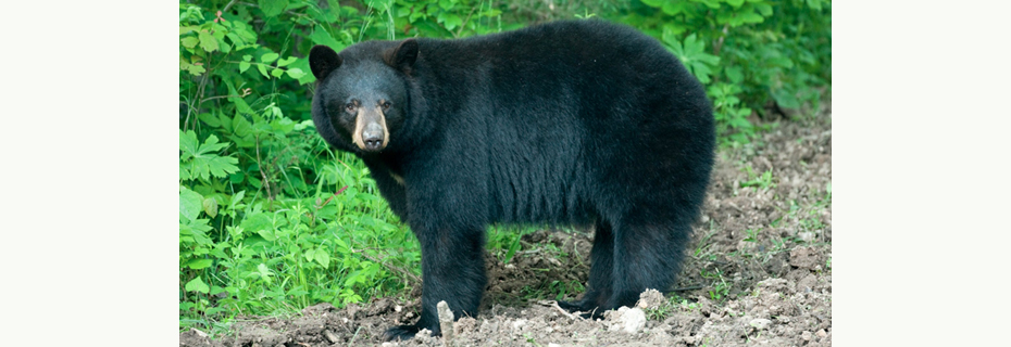 MDC – “Be BearWise”