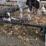 goats